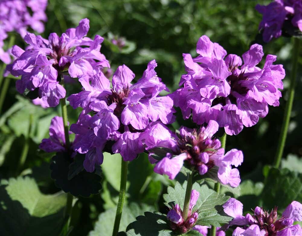  گل عروس کوهی 